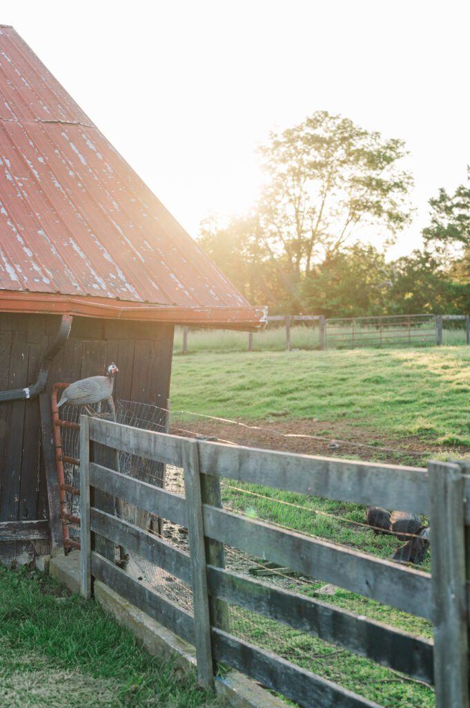 Chickens at sunset on a Kentucky farm wedding day. 