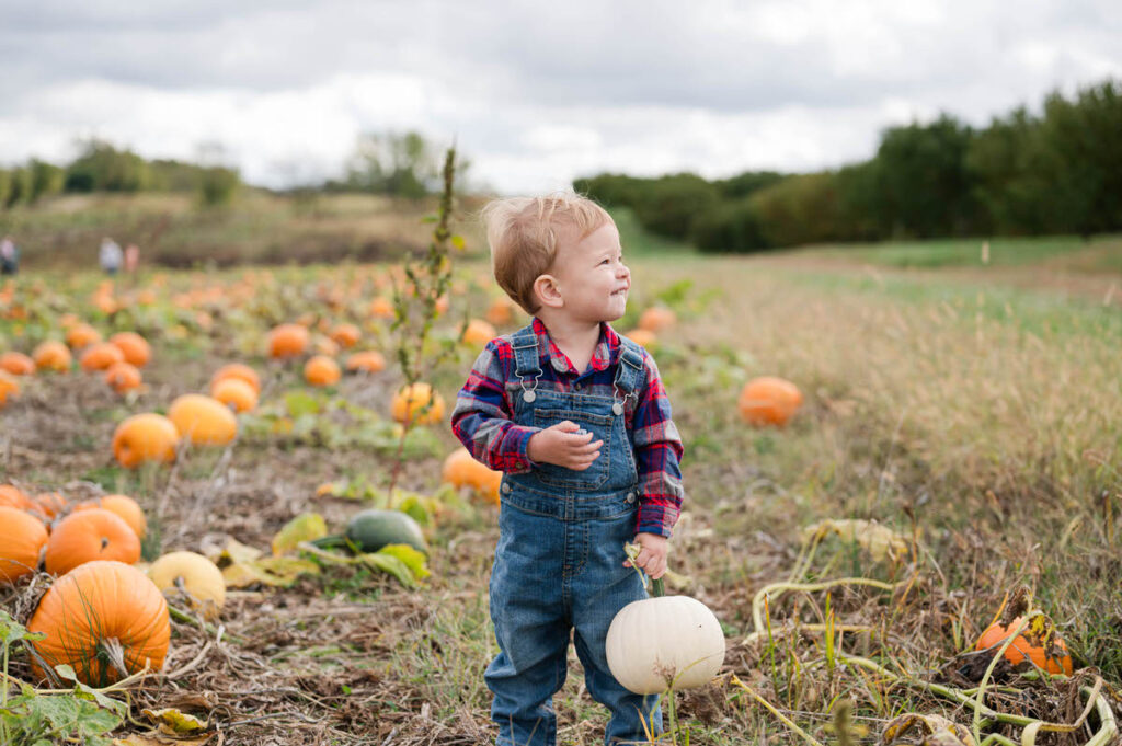 Little boy picks pumpkins at Huber's Orchard and Winery.