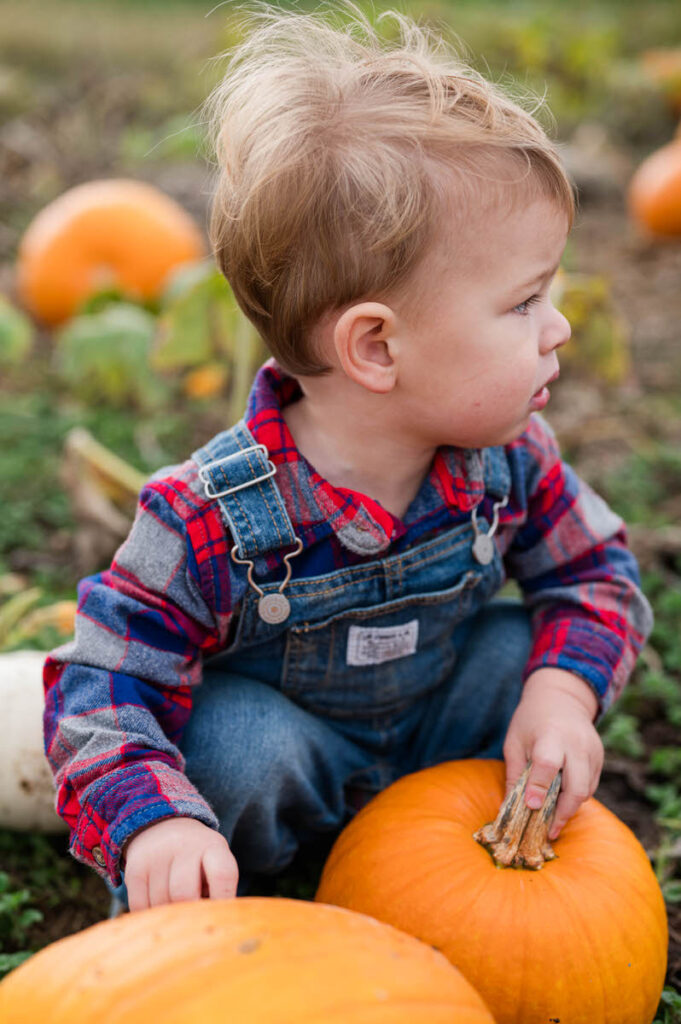 Little boy picks pumpkins at Huber's Orchard and Winery which is one of our favorite fall activities in Louisville.