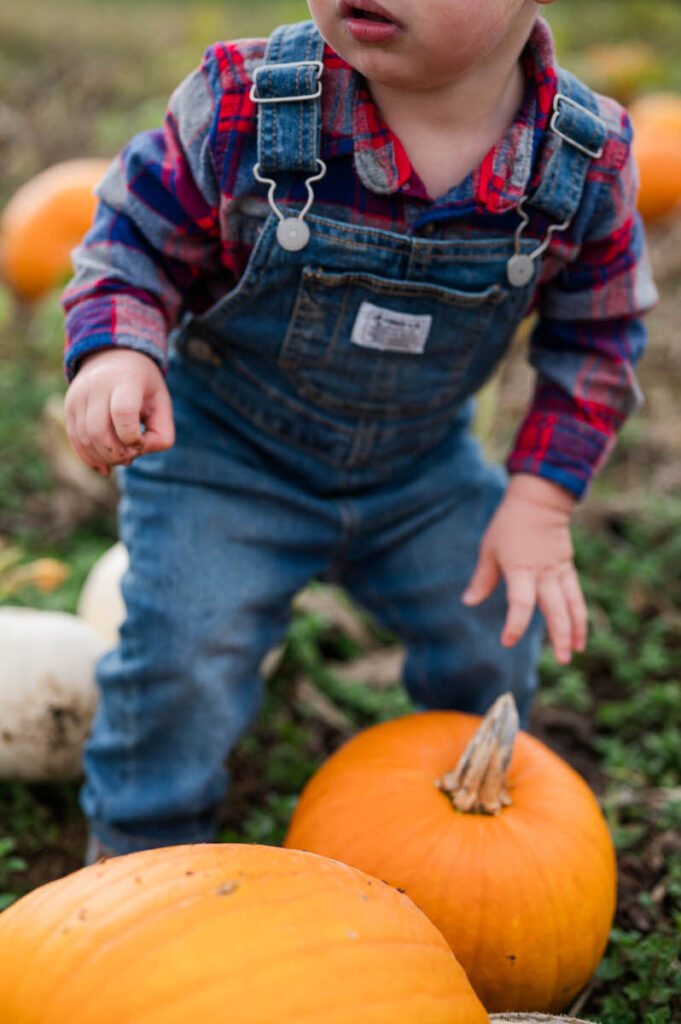 Little boy picks pumpkins at Huber's Orchard and Winery.
