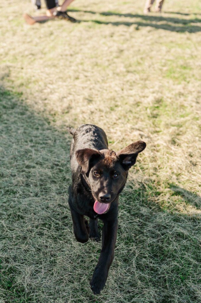 Puppy running towards the camera at a Kentucky farm wedding reception. 