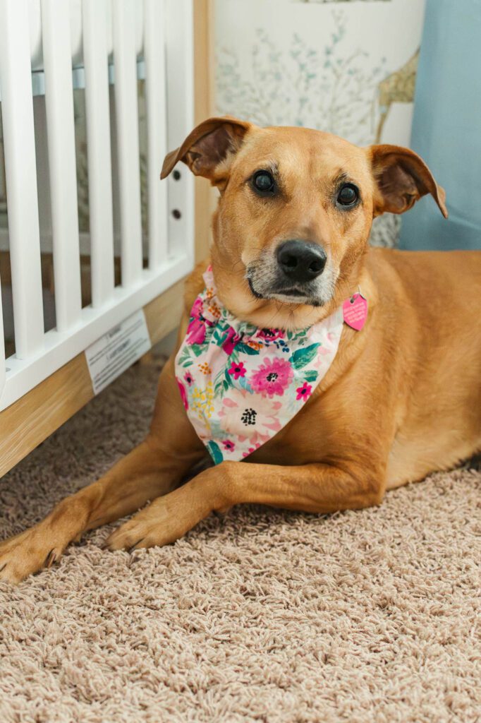 Close up of the family dog in the nursery for their family session in Louisville, KY