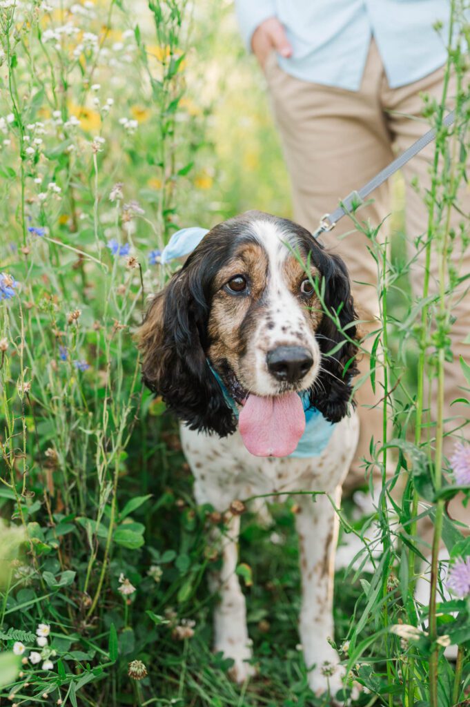 Dog stands in a field of wildflowers