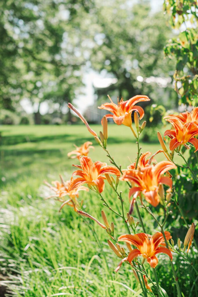 The drive lined with wildflowers and a historic fence