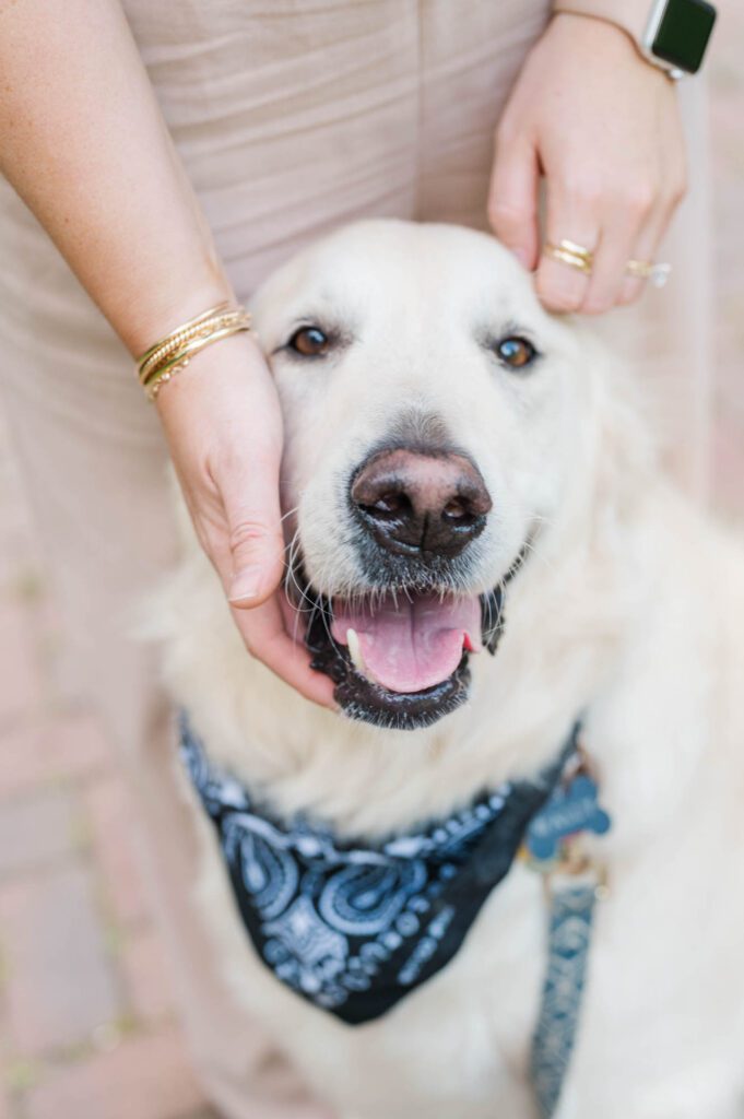 A close up photo of a dog during a couples photo session in Louisville