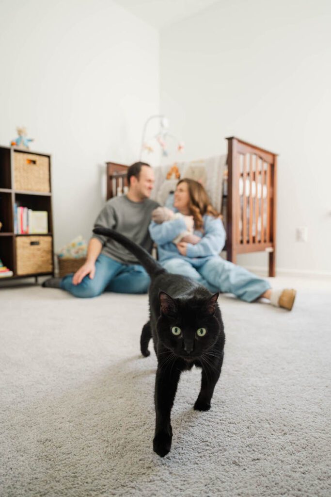 A cat runs toward camera during an In Home Newborn Session.