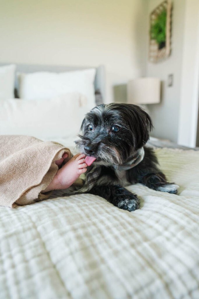 A baby boy and his dog during a Louisville In-Home newborn session Photos by Michelle Bordenkircher Photography