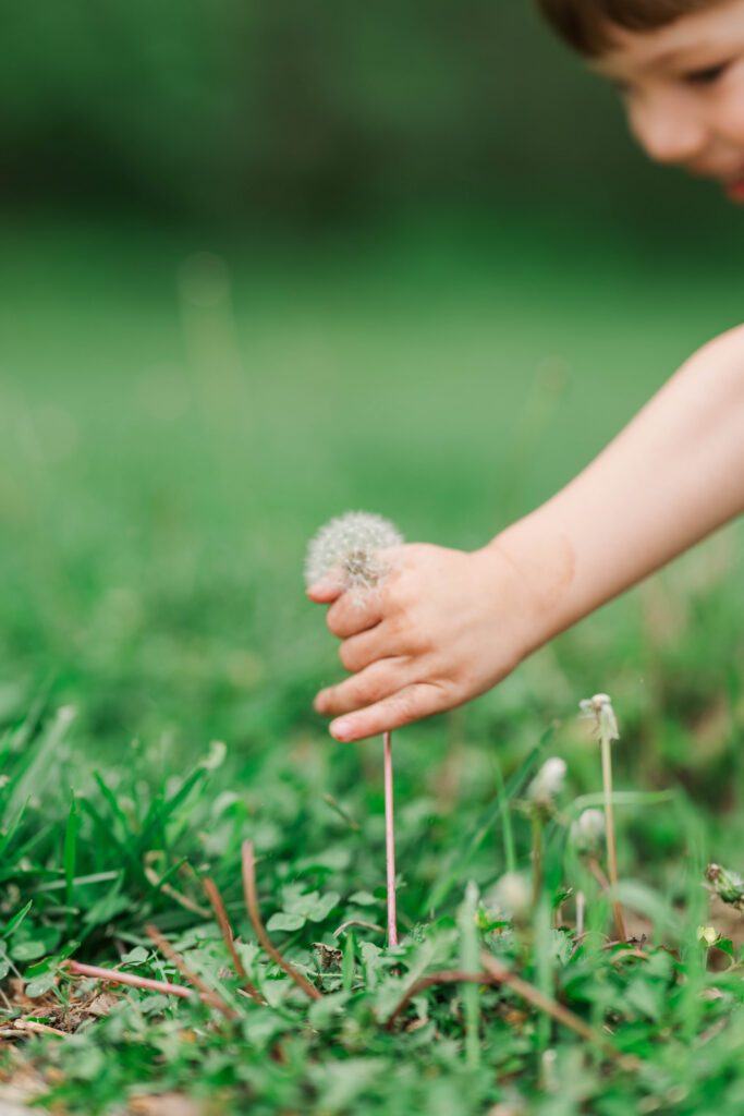 A little one bends to pick a dandelion during a  Louisville In-Home Family Photographer

Photos By Michelle Bordenkircher Photography