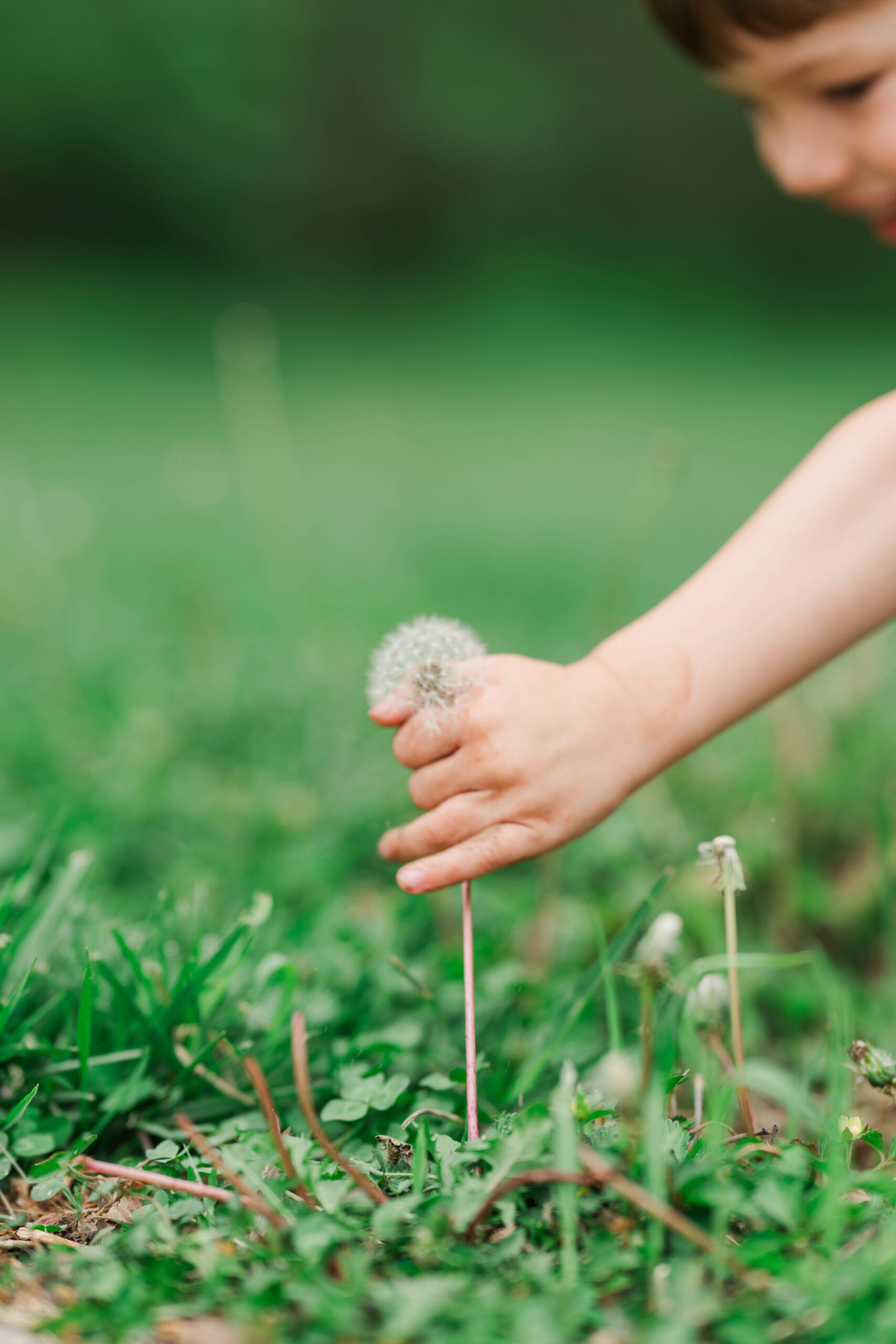 A little one bends to pick a dandelion during a Louisville In-Home Family Photographer Photos By Michelle Bordenkircher Photography